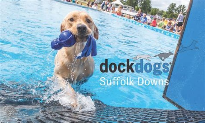 Amazing Dock Dogs! Skills & Training